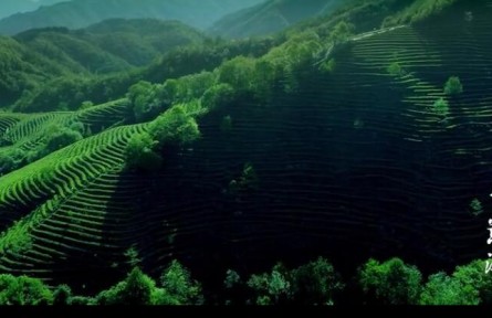 四川青川：茶鄉(xiāng)蒿溪 綠水青山茶飄香