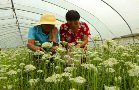 安徽五河：韭菜花開 致富路寬