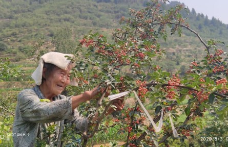 南京院赴河北涉縣開展花椒標準化生產(chǎn)服務工作