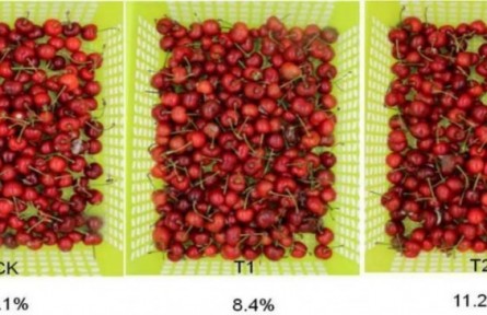 7、成果名稱：櫻桃采后流通保鮮技術