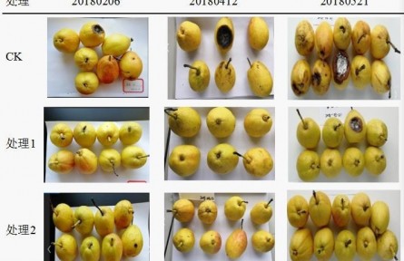 3、成果名稱：梨貯運(yùn)品質(zhì)質(zhì)量控制關(guān)鍵技術(shù)