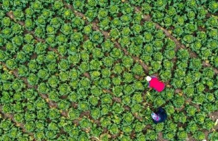 國(guó)家發(fā)展改革委：蔬菜供應(yīng)量充足 居民消費(fèi)有保障