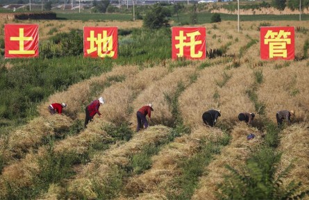 山西高平：農(nóng)業(yè)生產(chǎn)大托管 降本增效促振興