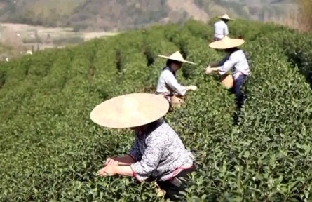 浙江安吉縣黃杜村：白茶佳話