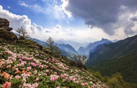 陜西秦嶺太白山——守護大熊貓最北的家園