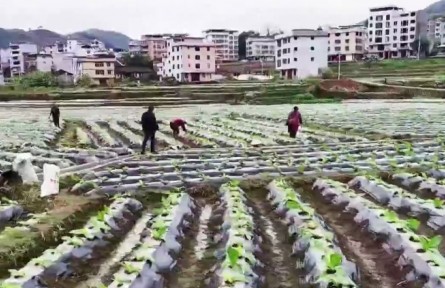 福建：春耕備耕搶農時 蓄力農業(yè)生產(chǎn)“開門紅”