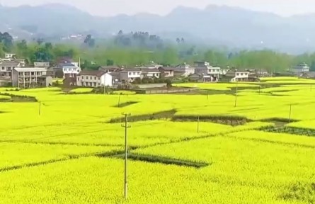 春耕備耕進(jìn)行時(shí)：冬油菜面積增加 提高油料供給保障能力