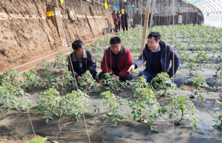 遼寧省農(nóng)業(yè)科學(xué)院科技共建蔬菜團(tuán)隊(duì)到鐵嶺、撫順開展技術(shù)服務(wù)