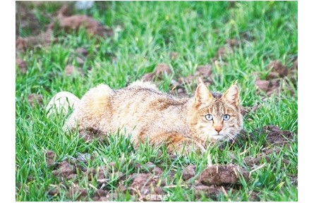 祁連山國家公園青海省管理局開展野生動物專項調(diào)查——揭開荒漠貓的神秘面紗