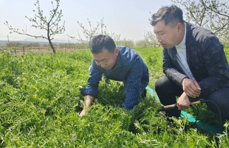 山東煙臺棲霞市：蘋果樹下種“雜草” 返鄉(xiāng)創(chuàng)業(yè)青年帶領(lǐng)博碩團隊打造生態(tài)果園