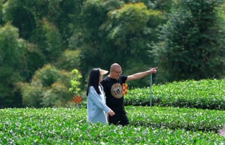 四川雅安雨城區(qū)：一片葉子帶富一方百姓 “茶葉經(jīng)濟(jì)”鋪就鄉(xiāng)村振興路