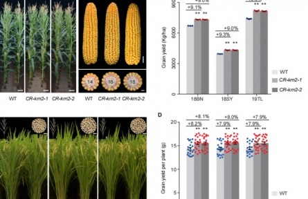 《科學(xué)》雜志在線發(fā)表我國科學(xué)家科研成果 發(fā)現(xiàn)可同時(shí)提高水稻玉米產(chǎn)量關(guān)鍵基因