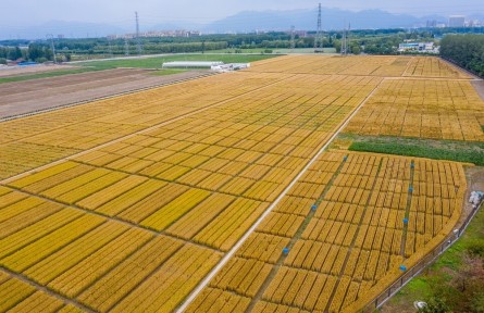 北京昌平：夏收時(shí)節(jié)，“麥”向豐收