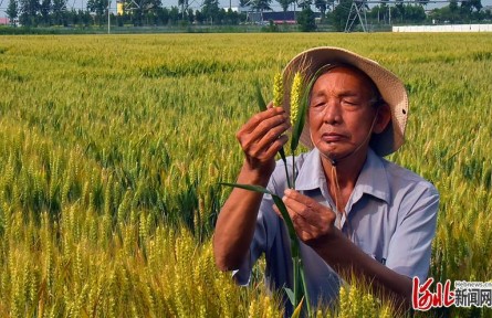 小麥專家郭進考：把小麥“金種子”牢牢攥在中國人手中