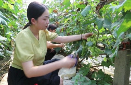 山東省濱州市特色農(nóng)業(yè)“金鑰匙”打開(kāi)農(nóng)民“致富門(mén)”