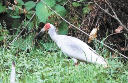 北京動物園已繁育朱鹮70多只