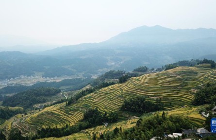 湖南新化：千年梯田收稻時(shí)