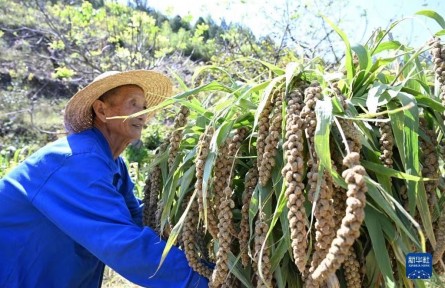 天津：谷子飄香收獲忙