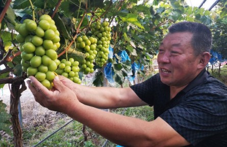 山東省煙臺市蓬萊區(qū)：飽滿的葡萄掛滿枝頭 仙境迎來醉甜好“豐”景