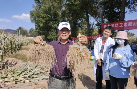 陜西榆林：膜際栽培新技術(shù)助農(nóng)增收促振興