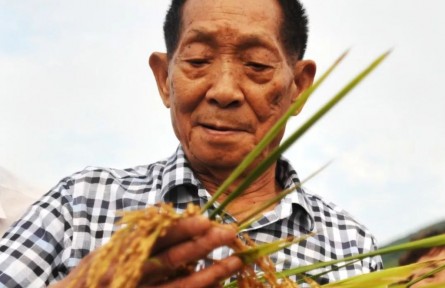 袁隆平：讓中國雜交水稻造福世界人民