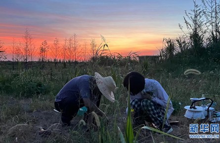 沉湖濕地年碳匯量達(dá)12.55萬噸 市場(chǎng)價(jià)值約600萬元