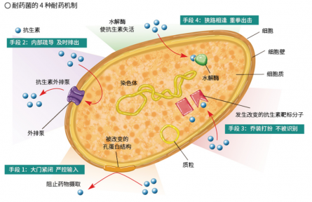 面對抗生素的“追殺”，細(xì)菌竟有這么多逃脫伎倆？