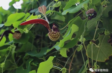 物種故事 | 麻雀花：如雀藤上飛