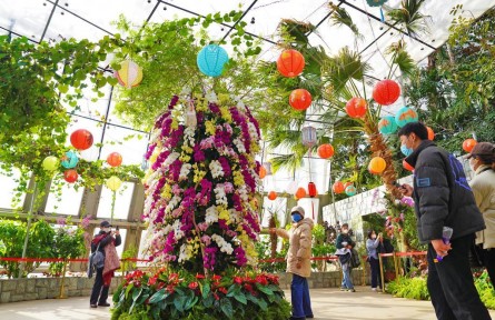 萬株蘭花慶佳節(jié)！國家植物園“元宵蘭花展”亮相