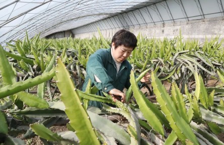 南果北種結(jié)碩果，北京順義市民吃上本土火龍果