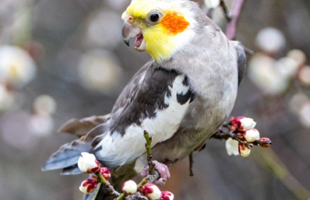 江蘇昆山：鳥鳴花飄香