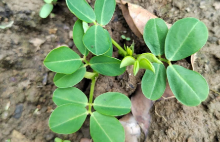 物種故事 | 花生：地上開(kāi)花、地下結(jié)果的植物