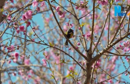 江西余干：農文旅融合 油菜花開引客來