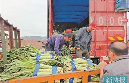 廣東連山福堂鎮(zhèn)：活用“冬閑田” 種出富農新效益