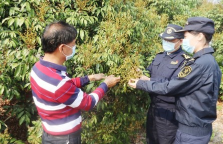 海關(guān)為茂名荔枝擴大出口“搭好臺、鋪好路”