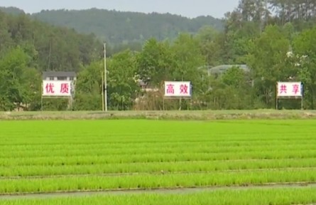 重慶：谷雨時節(jié) 新技術新機械助力大春生產(chǎn)