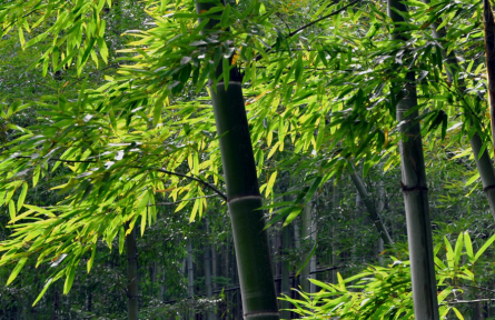 立夏：南國(guó)似暑北國(guó)春，綠秀江淮萬(wàn)木蔭