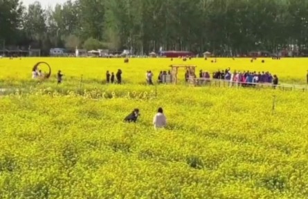 北京近郊面積最大，豐臺(tái)怪村200畝油菜花海綻放