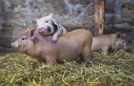 科技名詞 | 動物營養(yǎng)學  animal nutrition