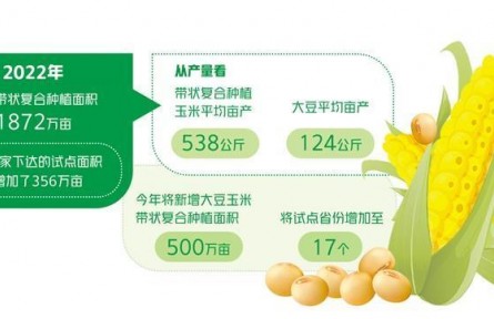 帶狀復合種植促糧穩(wěn)豆增 示范推廣初見成效