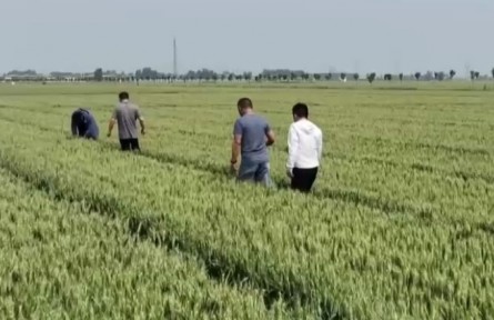 河南：高溫影響墑情 科學田管保小麥灌漿