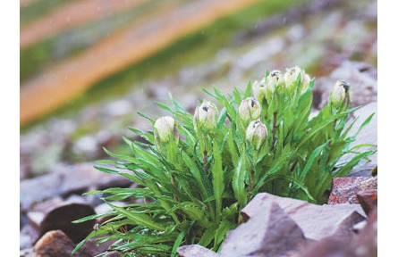 科普 | 冰天雪地，為何也有植物開花？