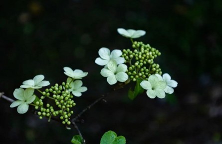 一棵“中國草”成全的夏天