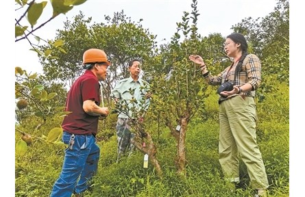 借科技之力催動(dòng)山村巨變——記中國(guó)林科院亞熱帶林業(yè)研究所科技特派員服務(wù)浙江20年