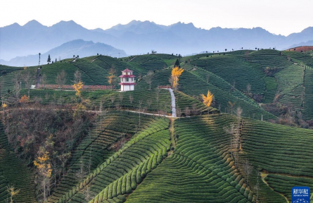 湖北鶴峰：鄉(xiāng)村茶園振興新畫(huà)卷