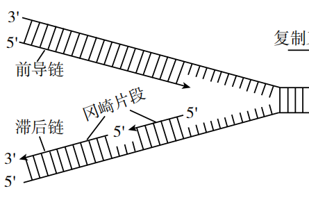 科技名詞|半不連續(xù)復制 semidiscontinuous replication