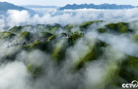 湖北恩施：萬(wàn)畝有機(jī)茶園云蒸霧繞