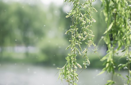 飛絮高發(fā)期如何遠(yuǎn)離“飛絮煩惱”？這些誤區(qū)請(qǐng)注意