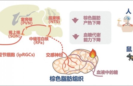 科普|光如何調(diào)控人體葡萄糖代謝