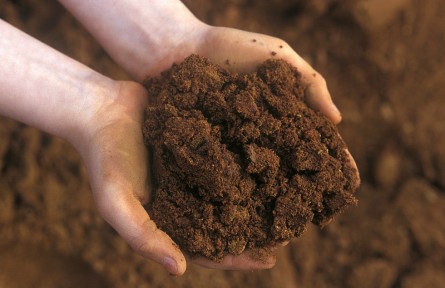 科技名詞|暗棕壤 dark brown forest soil，dark brown soil